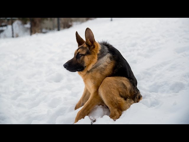 A very confused German Shepherd sitting sideways in the snow